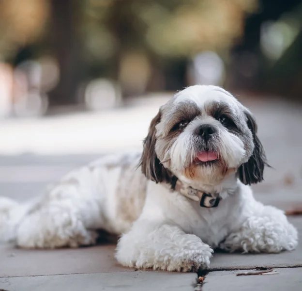 Pet-friendly hostel